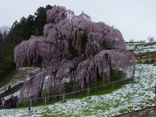 滝桜.jpg